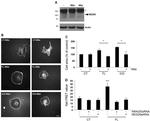 HEF1 Antibody in Western Blot (WB)