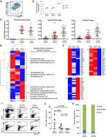 CD41a Antibody in Flow Cytometry (Flow)