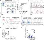 CD41a Antibody in Flow Cytometry (Flow)