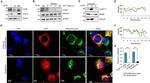 HSP60 Antibody in Western Blot (WB)