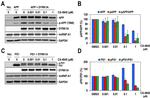 Phospho-Tau (Thr212) Antibody in Western Blot (WB)