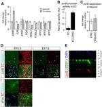beta-3 Tubulin Antibody in Immunohistochemistry (PFA fixed) (IHC (PFA))