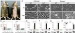 CD140a (PDGFRA) Antibody in Flow Cytometry (Flow)