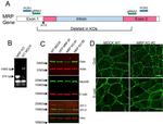 ZO-2 Antibody in Western Blot (WB)