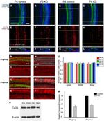 Connexin 26 Antibody in Western Blot (WB)