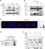 PLK1 Antibody in Western Blot (WB)