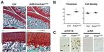 ERK1/2 Antibody in Immunohistochemistry (Paraffin) (IHC (P))