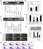 RAD51 Antibody in Western Blot (WB)