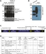GAPDH Antibody in Western Blot (WB)