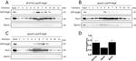 Porin Antibody in Western Blot (WB)