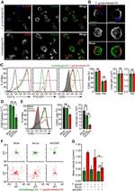 CD63 Antibody in Flow Cytometry (Flow)