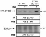 TMEM66 Antibody in Immunoprecipitation (IP)