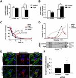 PCSK2 Antibody in Western Blot (WB)