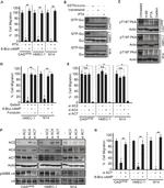 ITGA4 Antibody in Western Blot (WB)