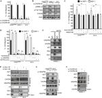 ITGA4 Antibody in Western Blot (WB)