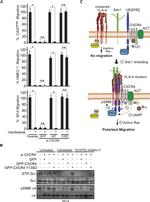 ITGA4 Antibody in Western Blot (WB)