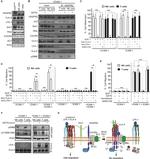 ITGA4 Antibody in Western Blot (WB)