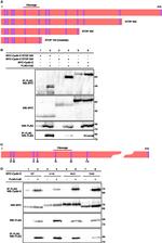 c-Myc Antibody in Western Blot (WB)