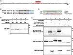c-Myc Antibody in Western Blot (WB)