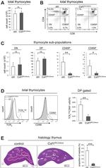 CD69 Antibody in Flow Cytometry (Flow)