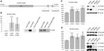 KIF18A Antibody in Western Blot (WB)