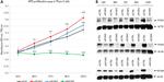 KIF18A Antibody in Western Blot (WB)
