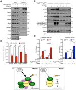Raptor Antibody in Western Blot (WB)
