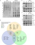 RPS2 Antibody in Western Blot (WB)