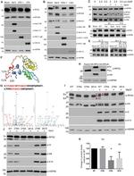 RPS2 Antibody in Western Blot (WB)