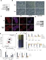 Nanog Antibody in Western Blot (WB)
