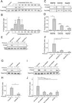 ERK1/ERK2 Antibody in Western Blot (WB)