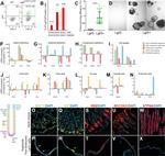 CD326 (EpCAM) Antibody in Flow Cytometry (Flow)