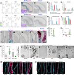 CD326 (EpCAM) Antibody in Flow Cytometry (Flow)