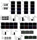 iNOS Antibody in Western Blot (WB)