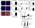 CD86 (B7-2) Antibody in Flow Cytometry (Flow)