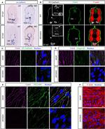 CD31 (PECAM-1) Antibody in Immunocytochemistry (ICC/IF)