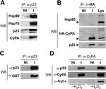 Cyclophilin A Antibody in Immunoprecipitation (IP)