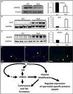 AKAP4 Antibody in Western Blot (WB)