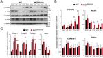 SIN3A Antibody in Western Blot (WB)