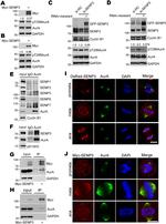 SENP5 Antibody in Western Blot (WB)