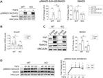 SMAD3 Antibody in Western Blot (WB)