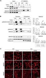 SMAD3 Antibody in Western Blot (WB)