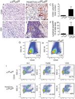 CD45 Antibody in Flow Cytometry (Flow)