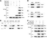 TWIST1 Antibody in Western Blot (WB)