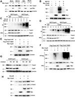 TWIST1 Antibody in Western Blot (WB)