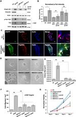 Vimentin Antibody in Western Blot (WB)