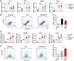 CD206 (MMR) Antibody in Flow Cytometry (Flow)