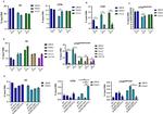 c-Jun Antibody in ChIP Assay (ChIP)