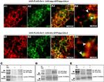 GFP Antibody in Western Blot, Immunoprecipitation (WB, IP)