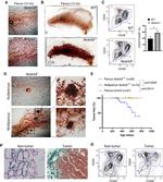 CD24 Antibody in Flow Cytometry (Flow)